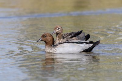 Australian Wood Duck 2.jpg