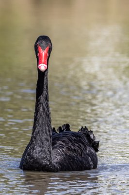 Black Swan 2.jpg