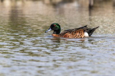 Chestnut Teal 1.jpg