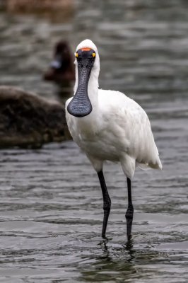 Royal Spoonbill.jpg