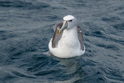 Rhyll Whale Watch 43.jpg