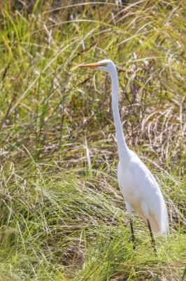 Great Egret.jpg