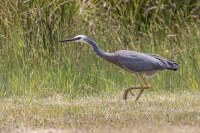 White Faced Heron 2.jpg