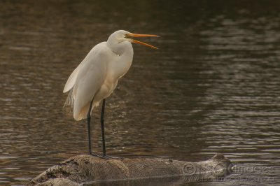 8247-Great_White_Egret.jpg