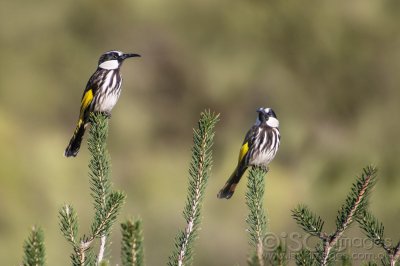 8092-White_Cheeked_Honeyeaters.jpg