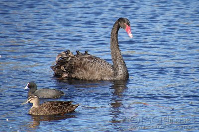 7934-Swan_Black_Coot.jpg