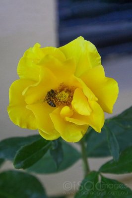 6753-Bee_Yellow_Rose.jpg