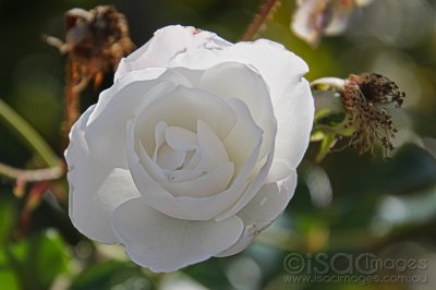 8388-White_Rose.jpg