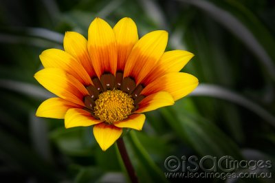 0111-Gazania.jpg