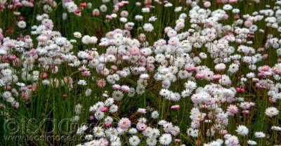 0086-Everlastings.jpg