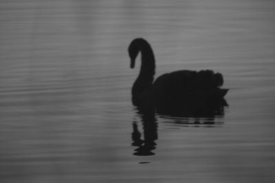 Swan in black and white.jpg