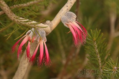 9088-One-Sided_Bottlebrush.jpg