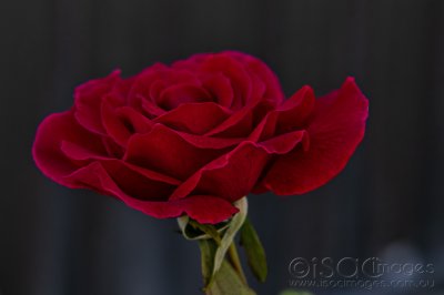 6064-Red_Rose.jpg