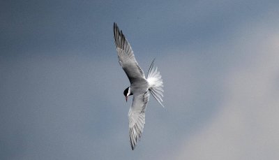 Common Tern.jpg