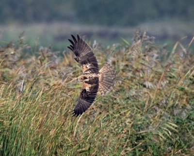 Female marsh harrier.jpg