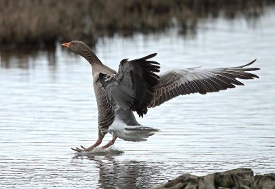 Greylag goose.jpg