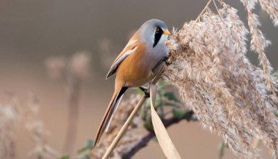 Bearded reedling.jpg