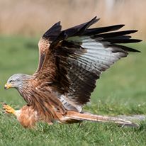 Red Kite.jpg