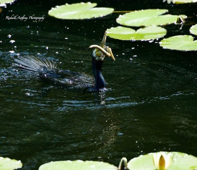 Cormorant with an eel catch .jpeg