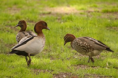 9079-Australian_Wood_Ducks.jpg