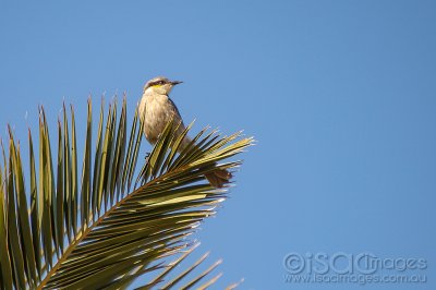 9076-Singing_Honeyeater.jpg