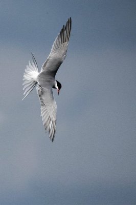 Common Tern-E.jpg