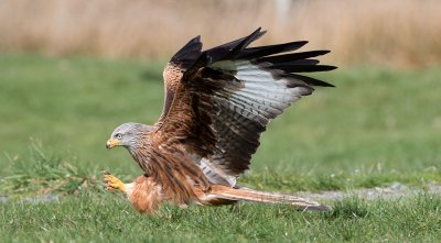 Red kite2.jpg