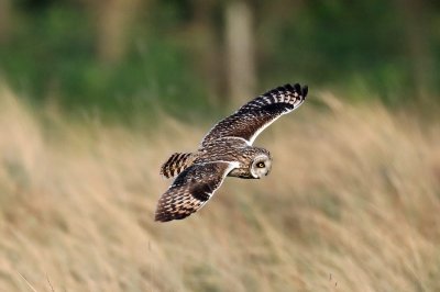 Short eared owl 2.jpg