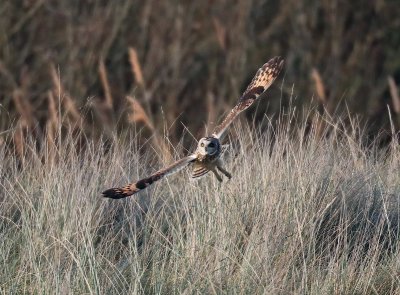 Short eared owl.jpg