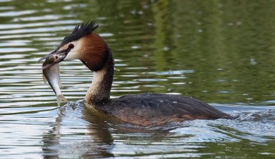 Great crested grebe.jpg