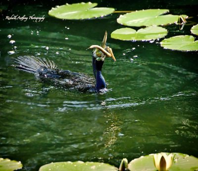 Cormorant with an eel catch(2).jpg