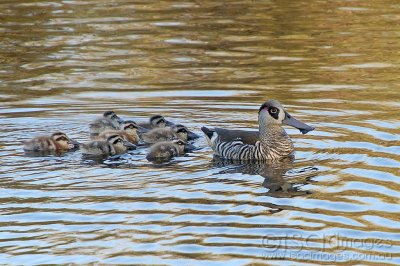 9458-Pink_Eared_Ducks_Family.jpg