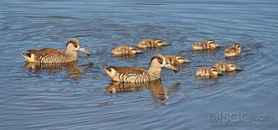 9449-Pink_Eared_Ducks_Family.jpg