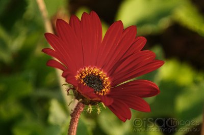 9364-Red_Daisy.jpg