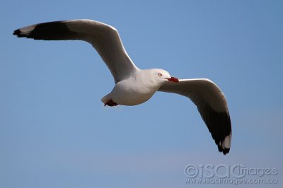 3069-Seagull.jpg