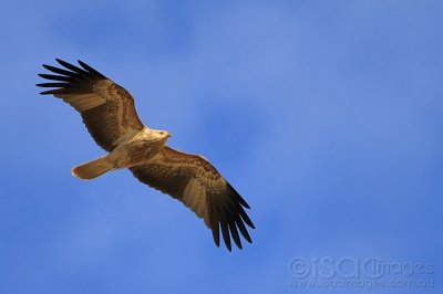 2761-Whistling_Kite.jpg