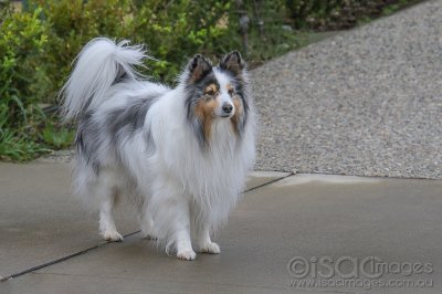 9701-Collie_Dog.jpg