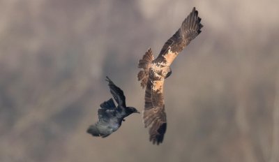 Harrier + Crow 1.jpg