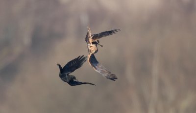 Harrier + Crow.jpg