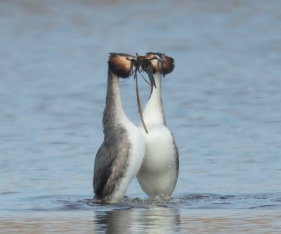 Grebes.jpg