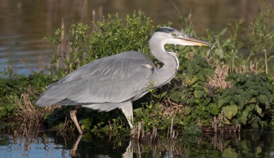 Grey Heron.jpg