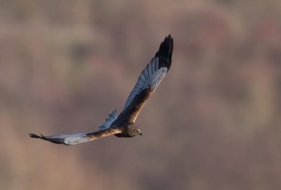 Male Marsh Harrier.jpg