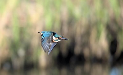 Kingfisher 2.jpg