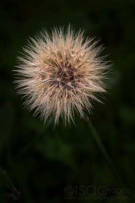 9779-Dandelion.jpg