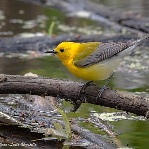 Prothonotary Warbler