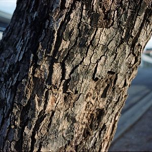 A tree (2016), Kodak Portra 400