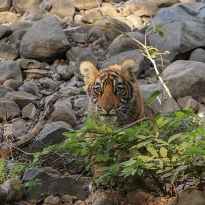 Cub playing