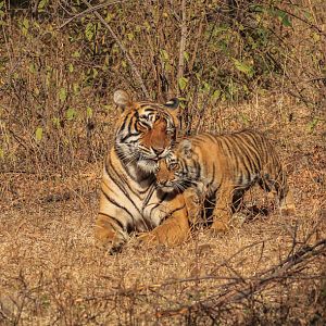 Noor with cub