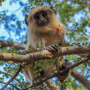 Baby Langur