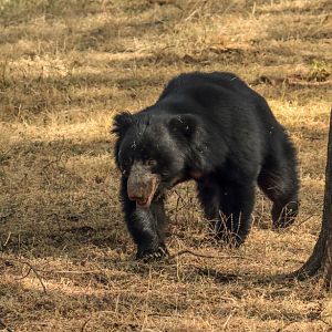 Sloth Bear